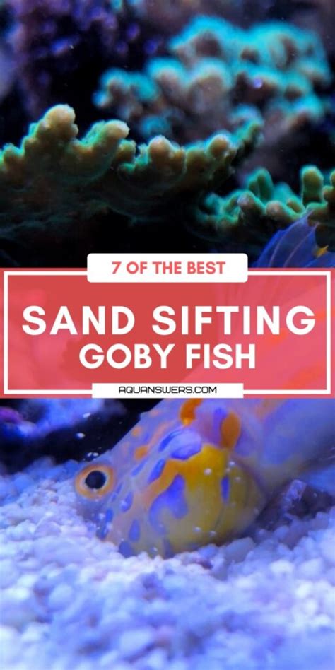 8 Sand Sifting Goby Fish (for a Clean Sandbed) .
